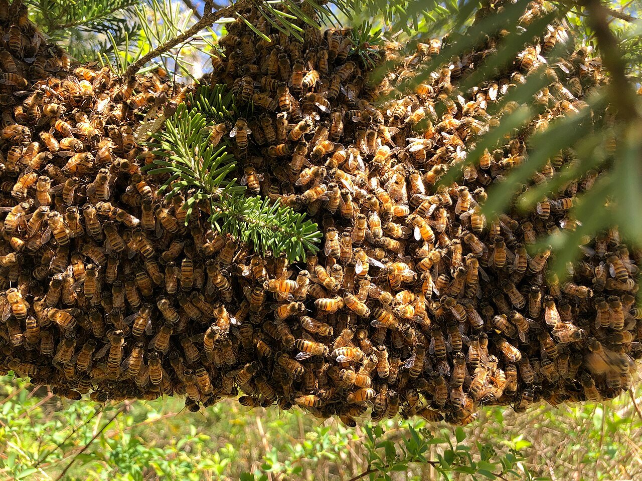 O que fazer em caso de colmeia de abelhas instalada no imóvel