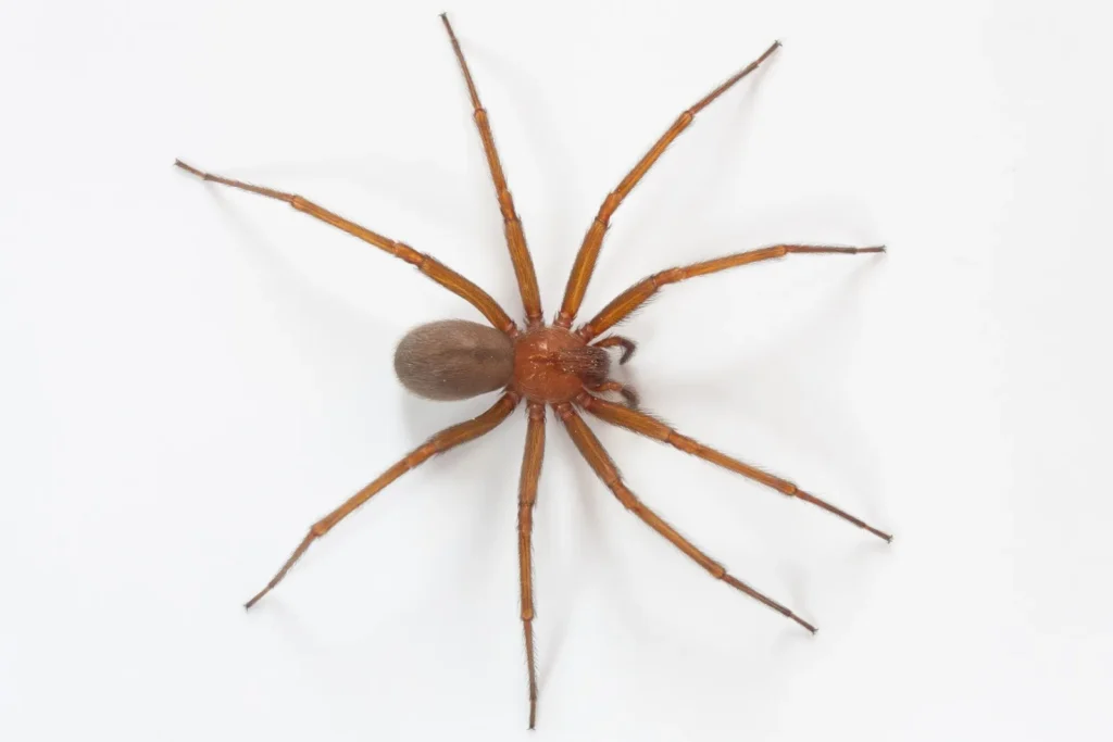 Existe Aranha Marrom em Jaú - Riscos e Cuidados