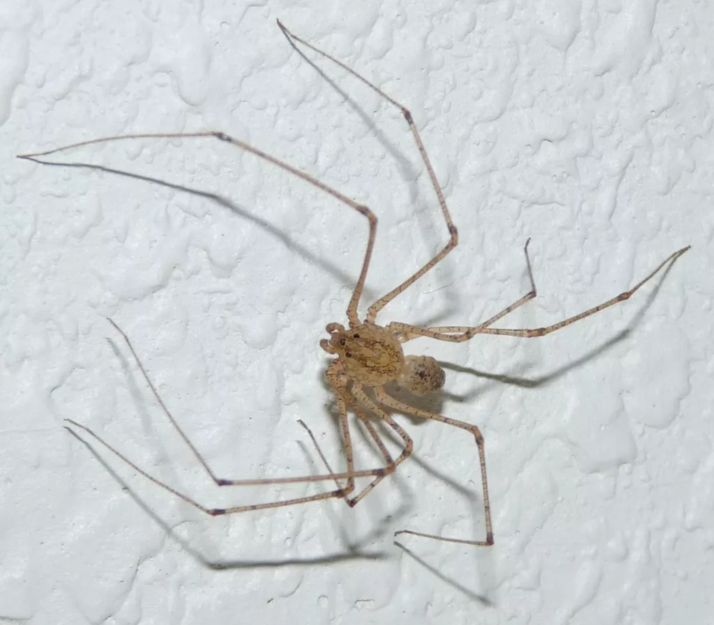 Quando fazer uma Dedetização de Aranhas em Jaú