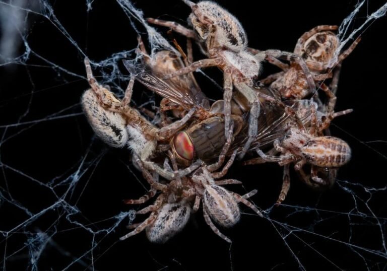 Como as Aranhas se Reproduzem em Jaú