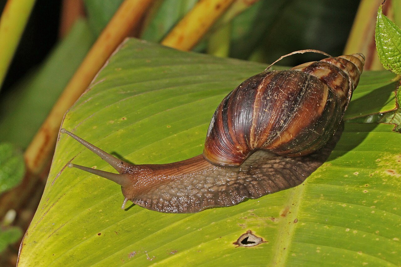 Caramujo africano riscos e transmissão de doenças
