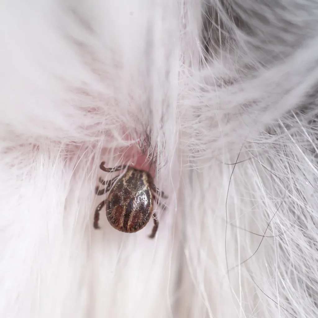Carrapato Estrela Pega só em Cachorro - Amblyomma sculptum