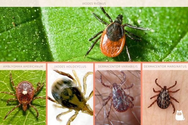 Quantos tipos de Carrapatos Existem - Espécies Urbanas e Rurais