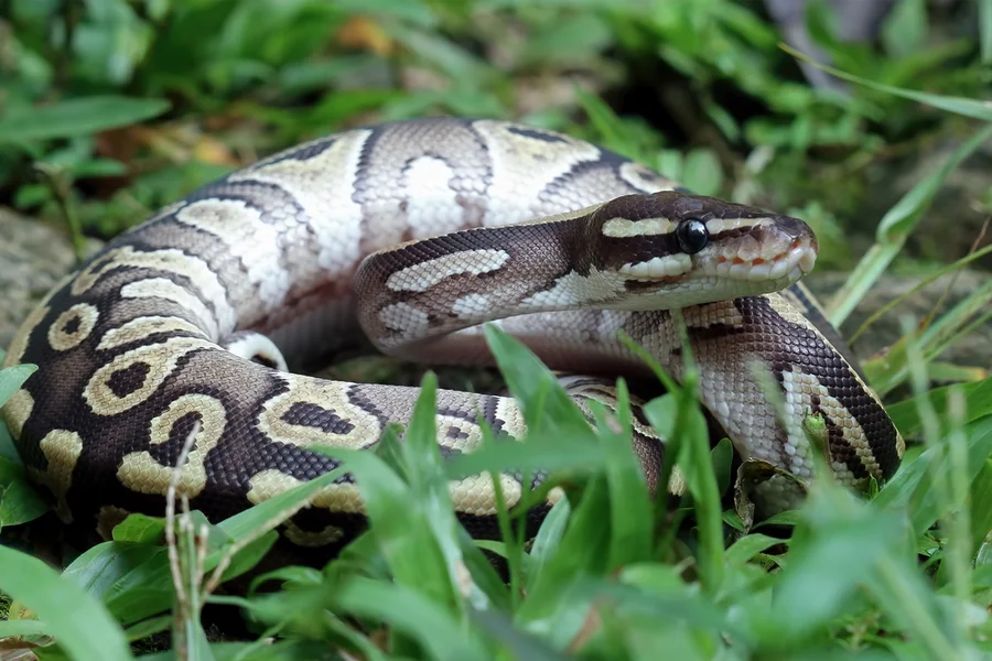 Como é Feito o Controle de Cobras em Jaú