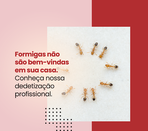 Qual o valor de uma Dedetização de Formigas em Jaú - Vistoria Técnica