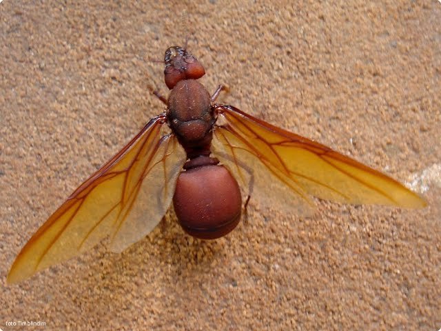 O que é uma Formiga Saúva - Danos a Jardins e Lavouras em Jaú