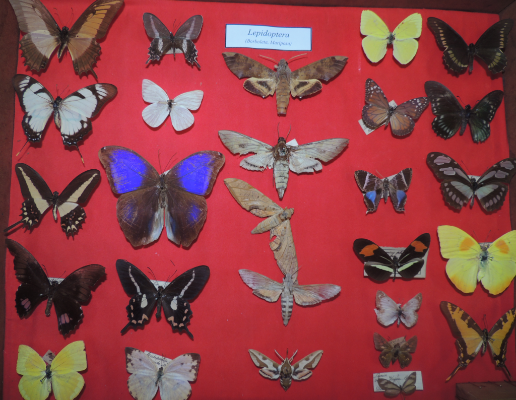 Quantas espécies de Mariposas Existem no Brasil