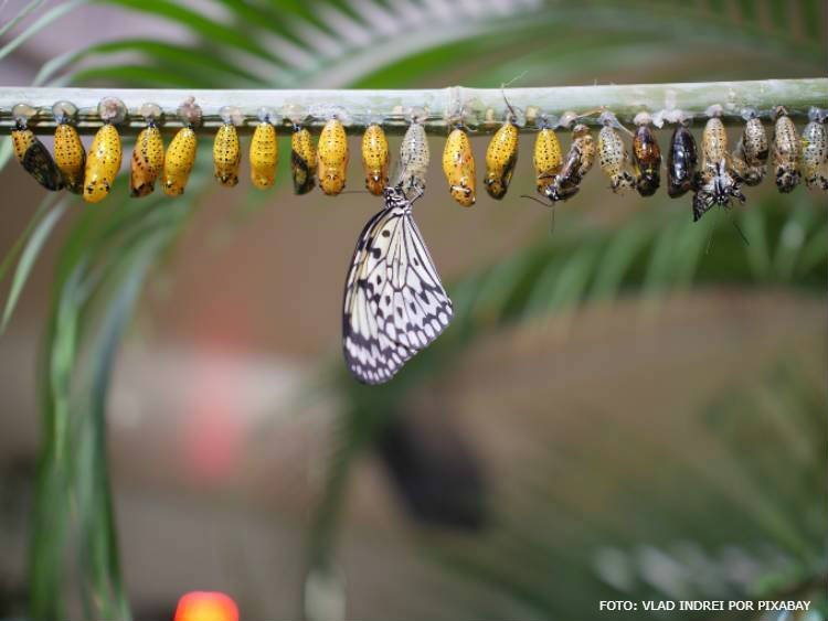 Como as Mariposas se Reproduzem em Jaú - Metamorfose Completa