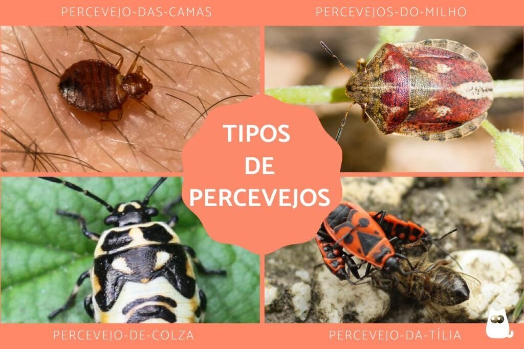 Quantas espécies de Percevejo de Cama existem em Jaú