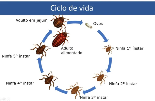 Quanto Tempo Vive um Percevejo de Cama - Resistência a Longos Jejuns