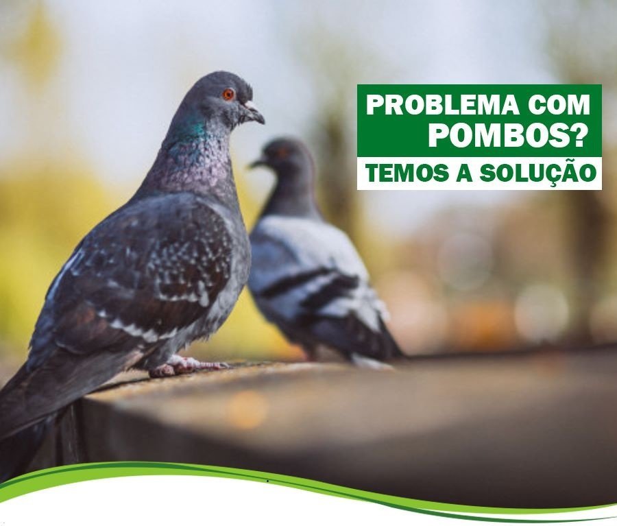 Qual o Valor de um Trabalho de Controle de Pombos em Jaú?