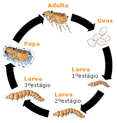 Como as Pulgas se Reproduzem em Jaú - Metamorfose Completa